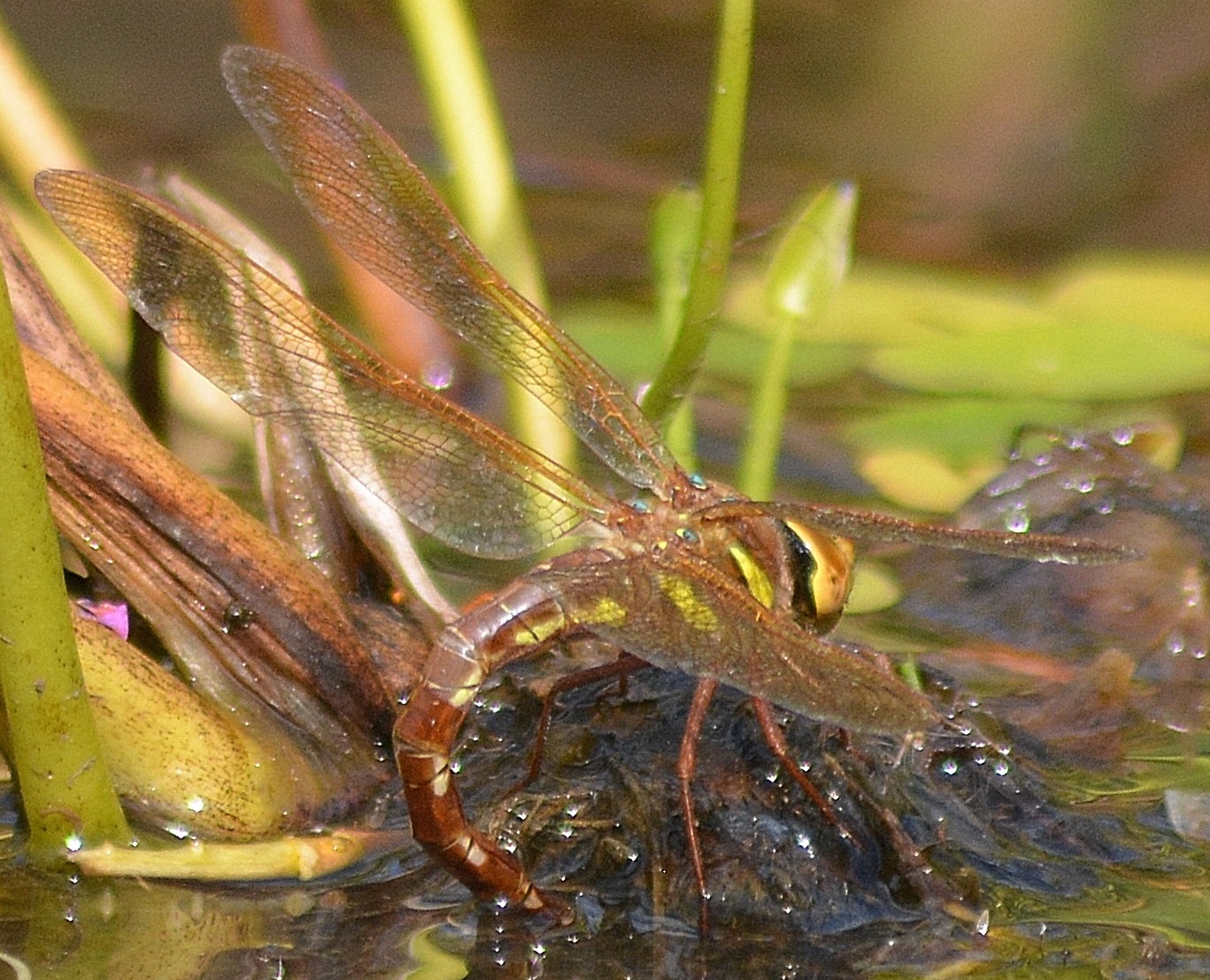 Darting dragonflies enliven ponds and streamsides