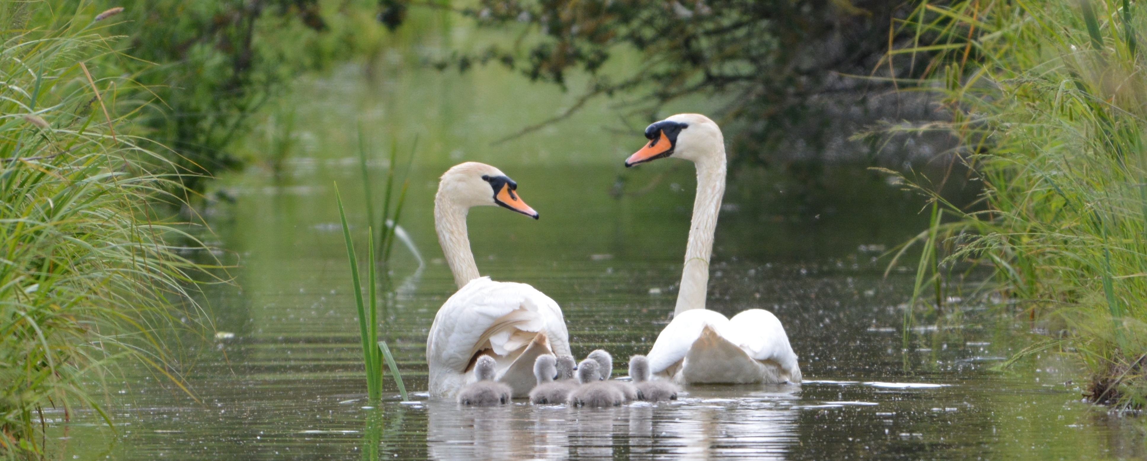 North Curry Wildlife